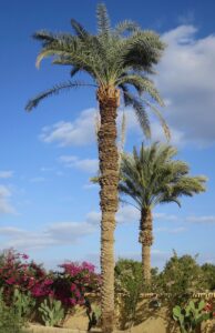 Fayoum, Egypt. Photo: Malcolm Wren