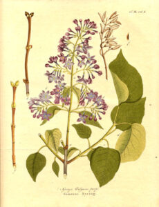 Krauss, Syringa vulgaris, 1802