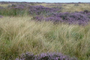 North York Moors, Photo: Malcolm Wren