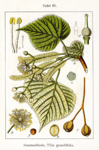 Sturm, Tilia (in Deutschlands Flora), 1796