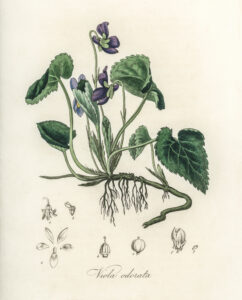 English violet (Viola odorata) illustration from Medical Botany (1836) by John Stephenson and James Morss Churchill.